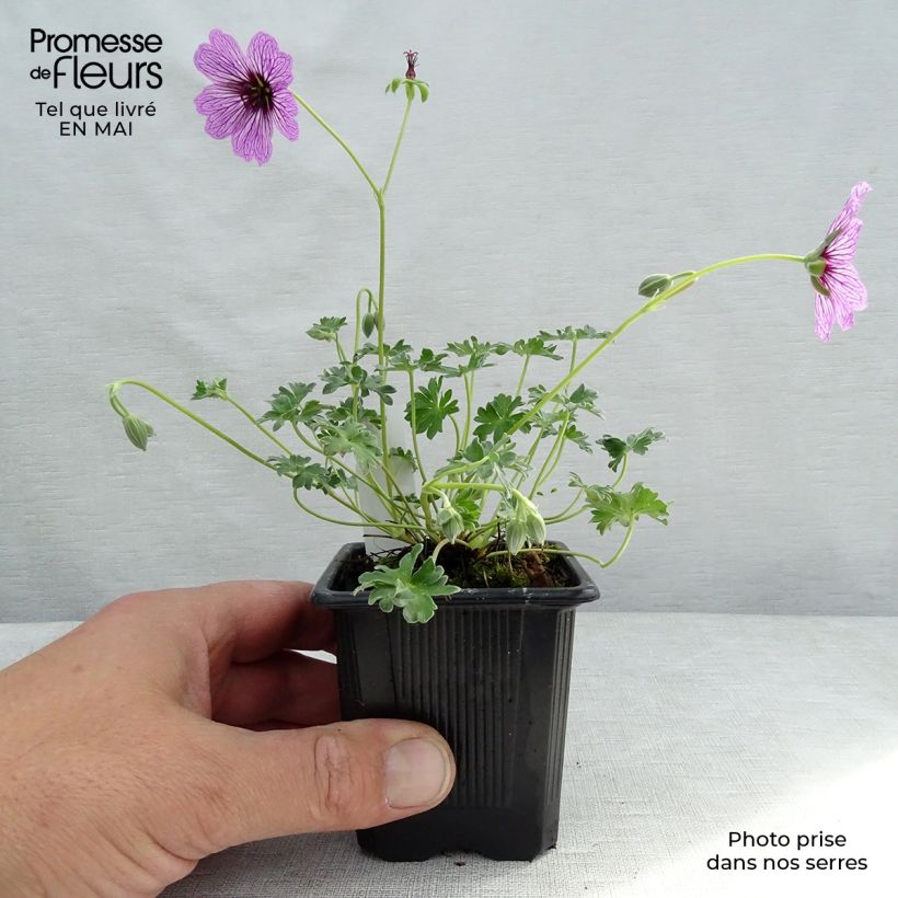 Spécimen de Geranium vivace cinereum Ballerina en godet de 9 cm tel que livré au printemps