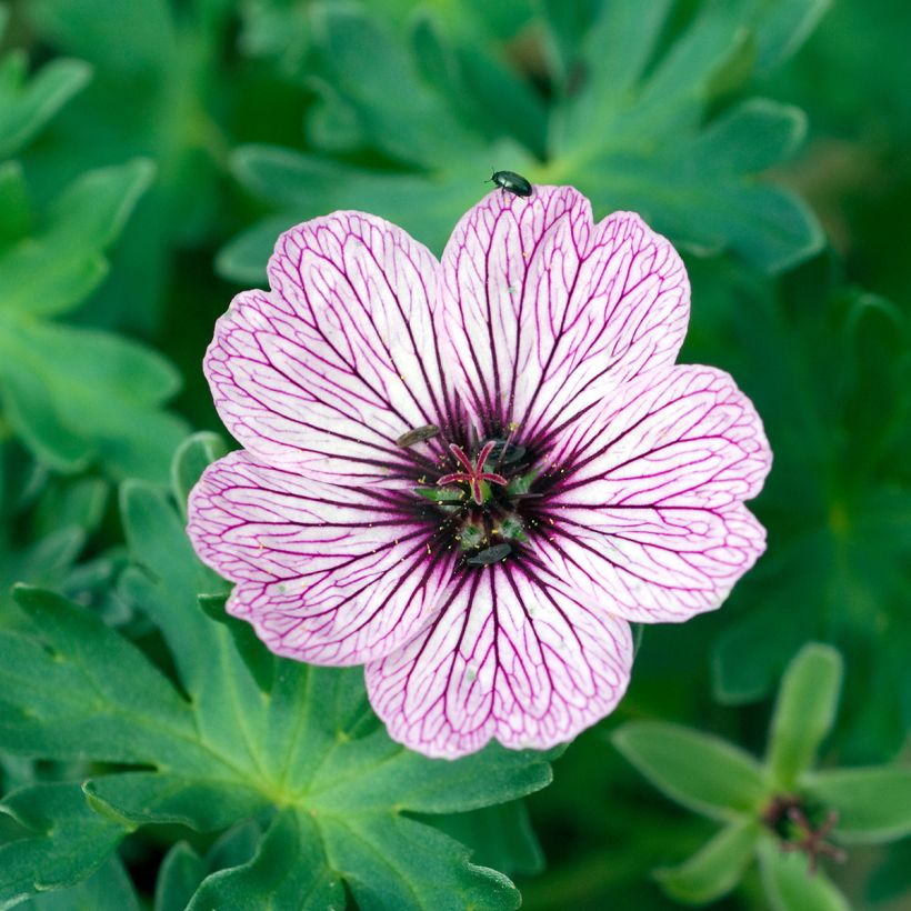 Geranium vivace cinereum Ballerina (Floraison)