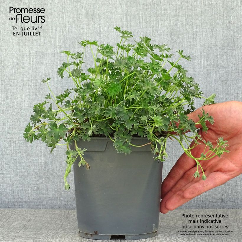 Spécimen de Geranium vivace cinereum Ballerina Pot de 2L/3L tel que livré en été