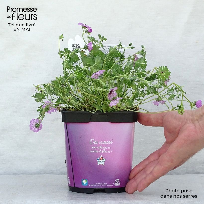 Spécimen de Geranium vivace cinereum Ballerina en pot de 2 litres tel que livré au printemps