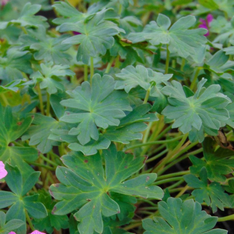 Geranium vivace cinereum Jolly Jewel Pink (Feuillage)