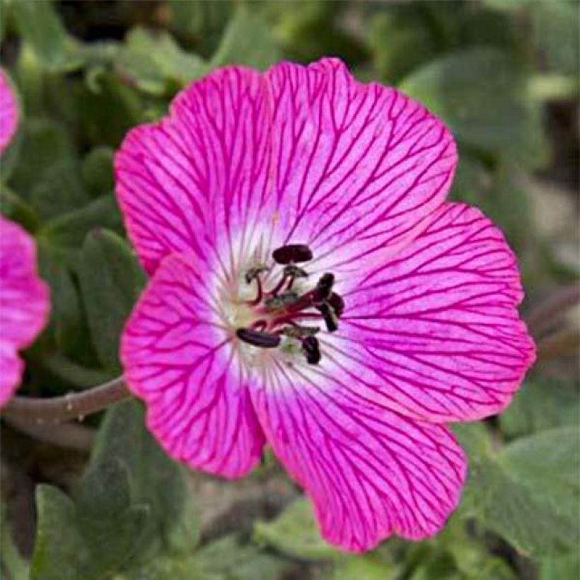 Geranium vivace cinereum Jolly Jewel Pink (Floraison)