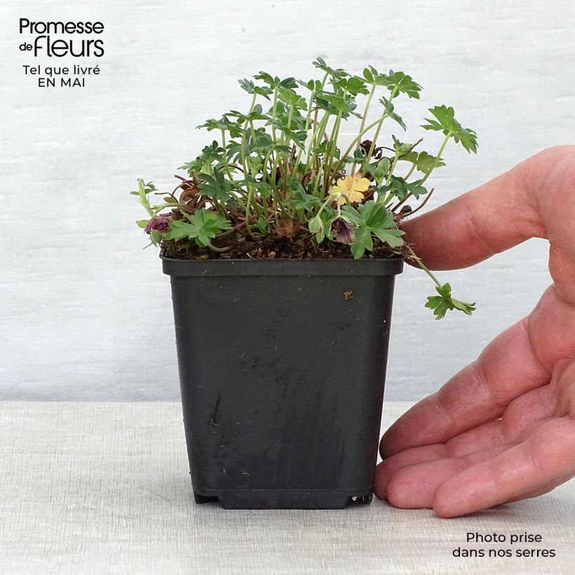 Spécimen de Géranium vivace cinereum Jolly Jewel Night Godet de 9cm tel que livré au printemps