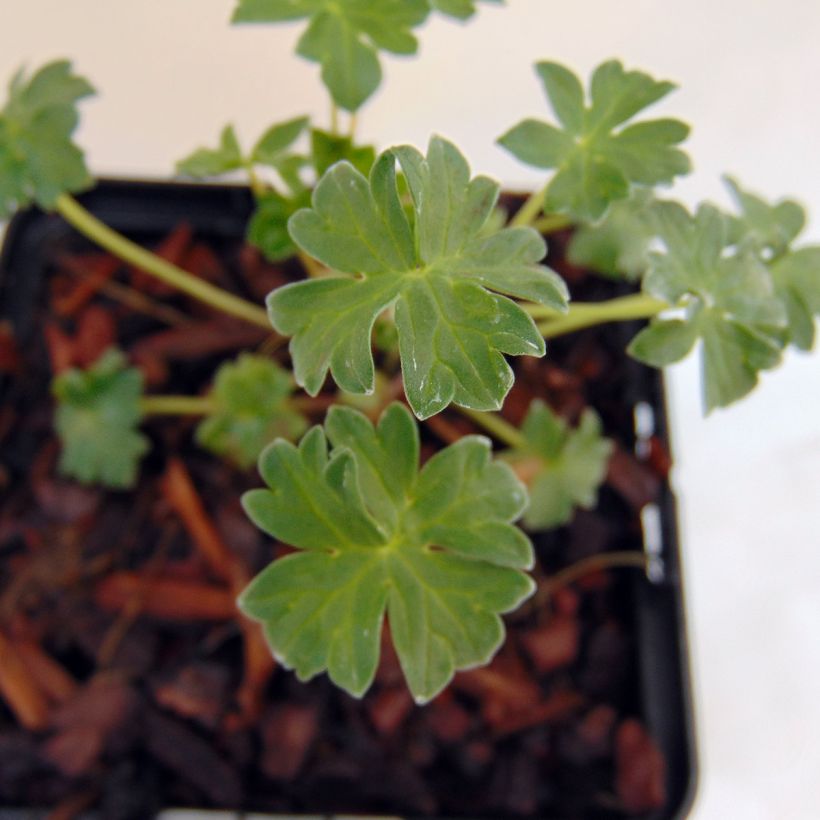 Geranium vivace cinereum Jolly Jewel Salmon (Feuillage)