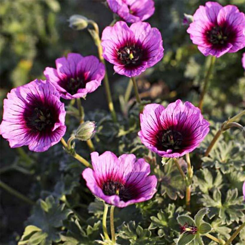 Geranium vivace cinereum Jolly Jewel Violet (Floraison)