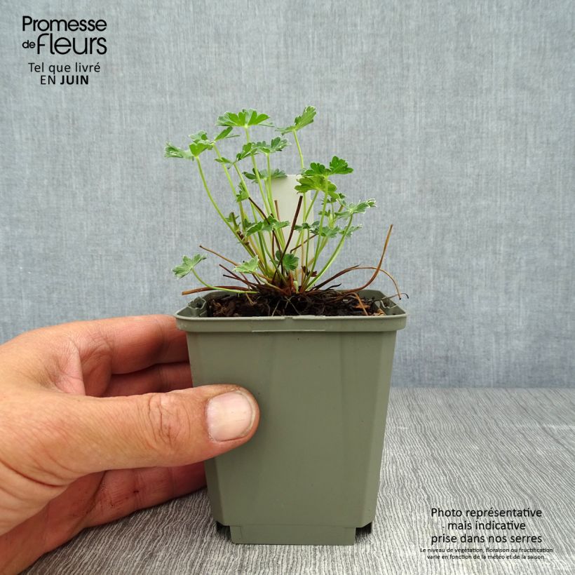 Spécimen de Geranium vivace cinereum Jolly Jewel Violet Godet de 8/9 cm tel que livré en été