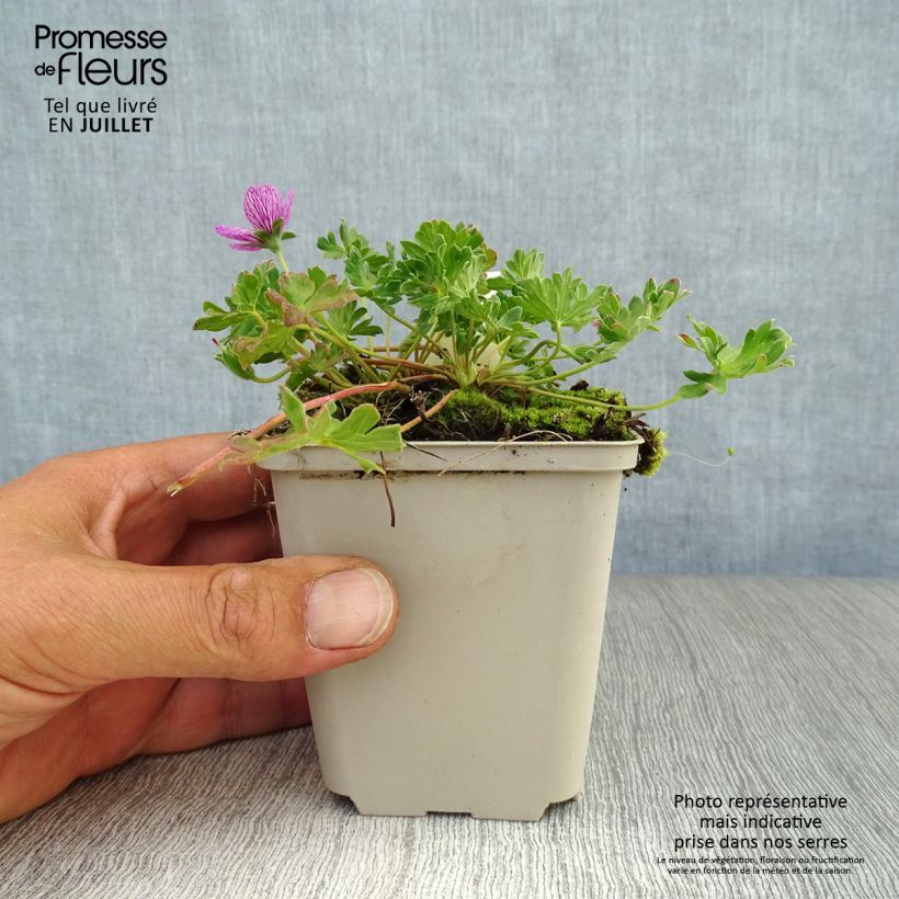 Spécimen de Géranium vivace cinereum Laurence Flatman Godet de 8/9 cm tel que livré en été
