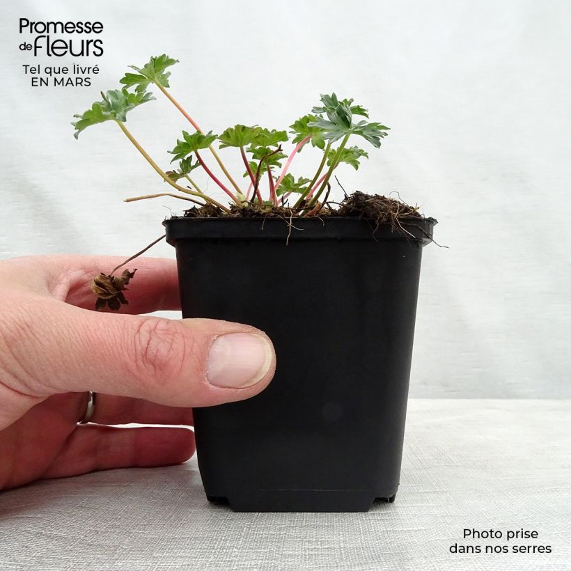 Spécimen de Géranium vivace cinereum Laurence Flatman Godet de 9cm tel que livré au printemps