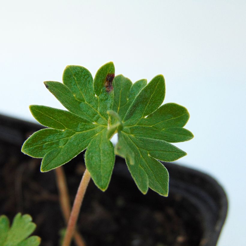 Géranium vivace cinereum v. subcaulescens  (Feuillage)