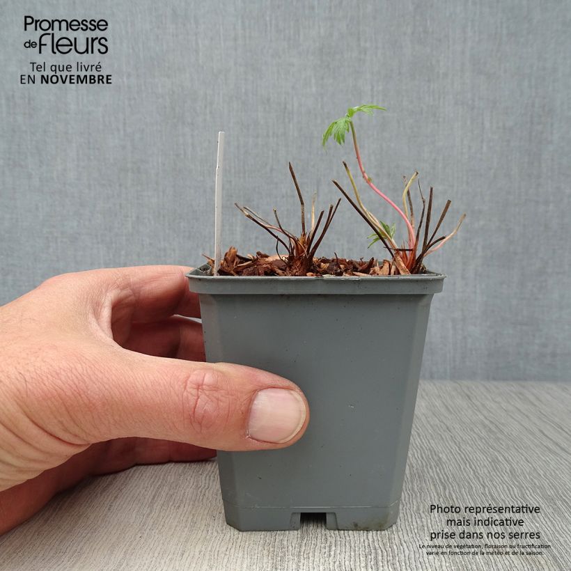Spécimen de Géranium vivace clarkei Kashmir White Godet de 8/9 cm tel que livré en automne