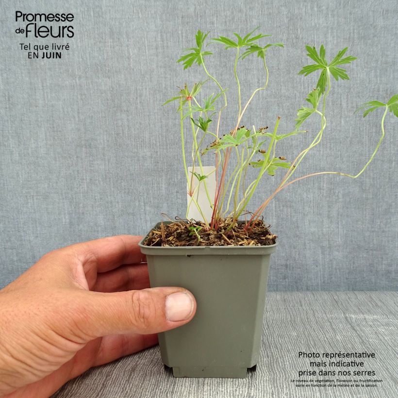 Spécimen de Géranium vivace clarkei Kashmir White Godet de 8/9 cm tel que livré en été