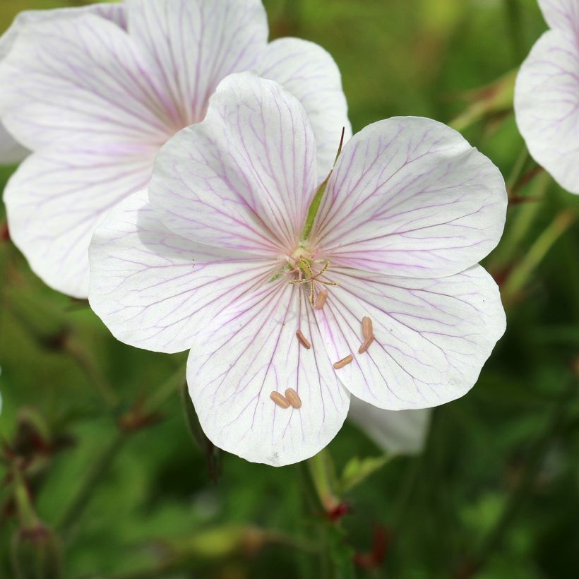 Géranium vivace clarkei Kashmir White (Floraison)