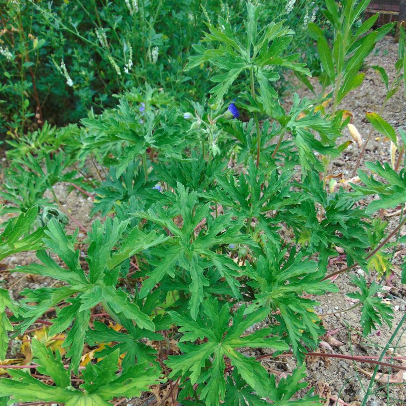 Graines de Géranium vivace des prés - Geranium pratense (Port)