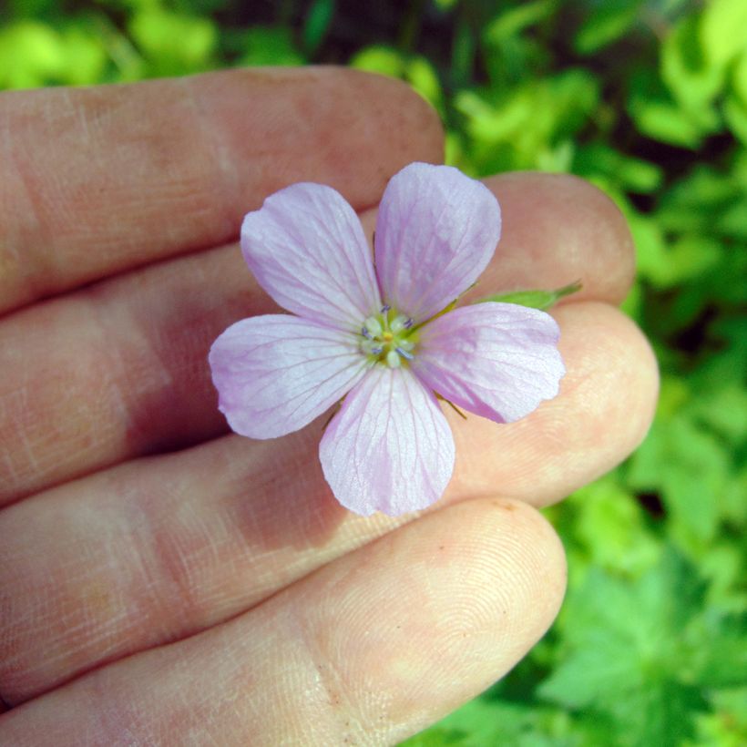 Géranium vivace endressii (Floraison)