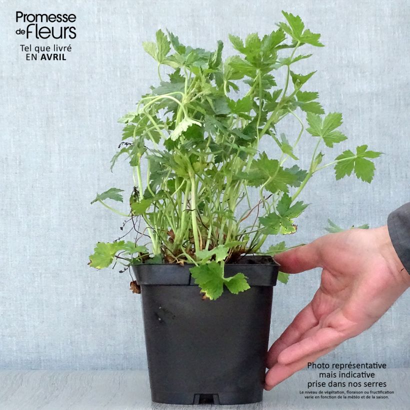 Spécimen de Géranium vivace endressii Pot de 2/3 L tel que livré au printemps