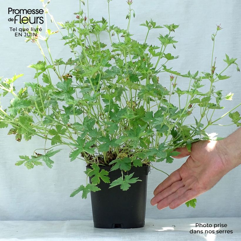 Spécimen de Géranium vivace endressii Pot de 2L/3L tel que livré en été