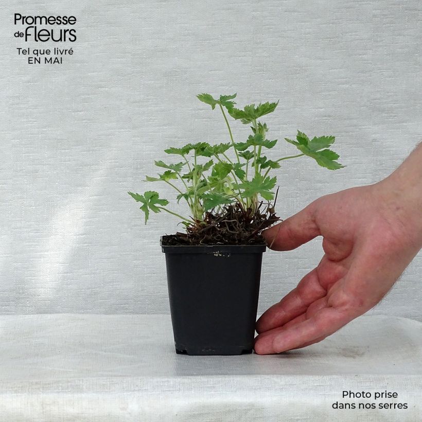 Spécimen de Géranium vivace endressii Wargrave Pink Godet de 9cm tel que livré au printemps