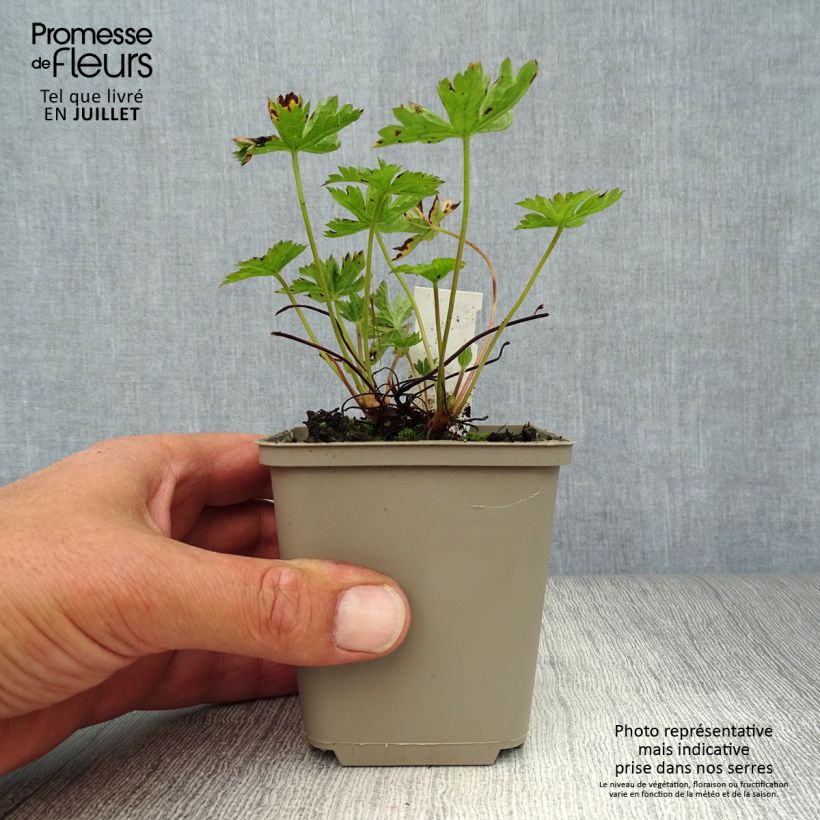 Spécimen de Géranium vivace endressii Wargrave Pink Godet de 8/9 cm tel que livré en été