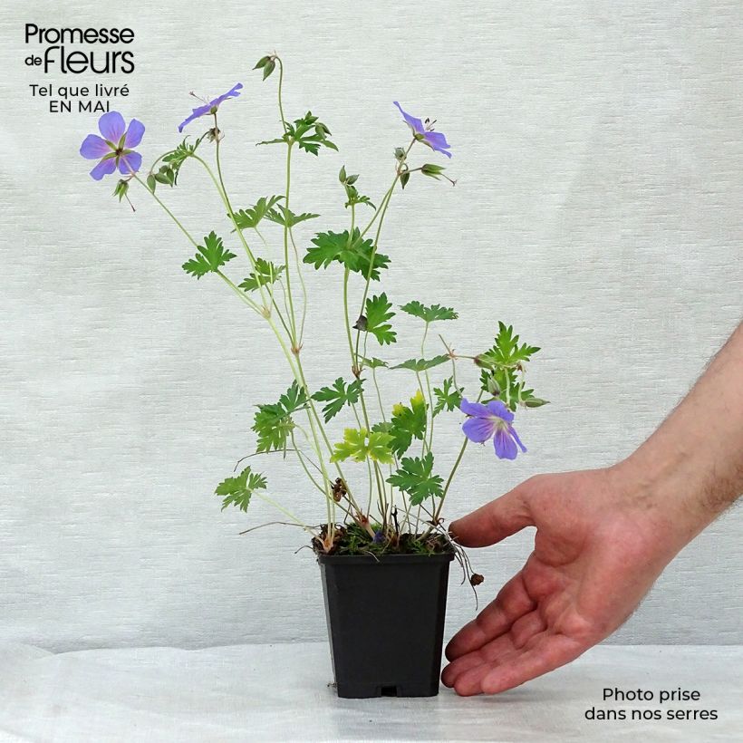 Spécimen de Géranium vivace himalayense Godet de 9cm tel que livré au printemps