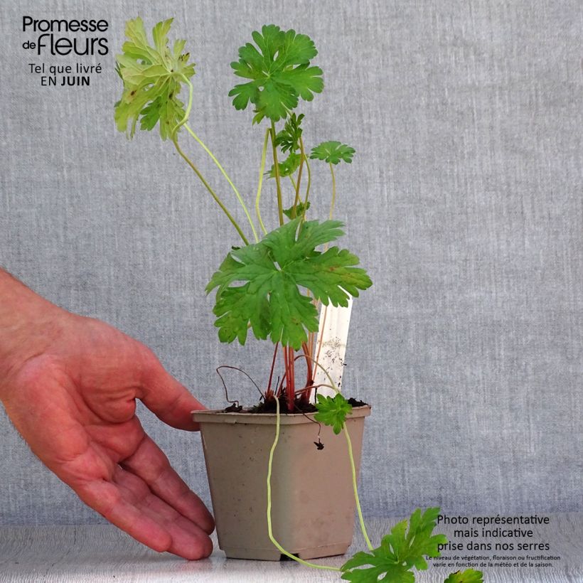 Spécimen de Geranium vivace himalayense Gravetye - Géranium de l'hymalaya Godet de 8/9 cm tel que livré en été