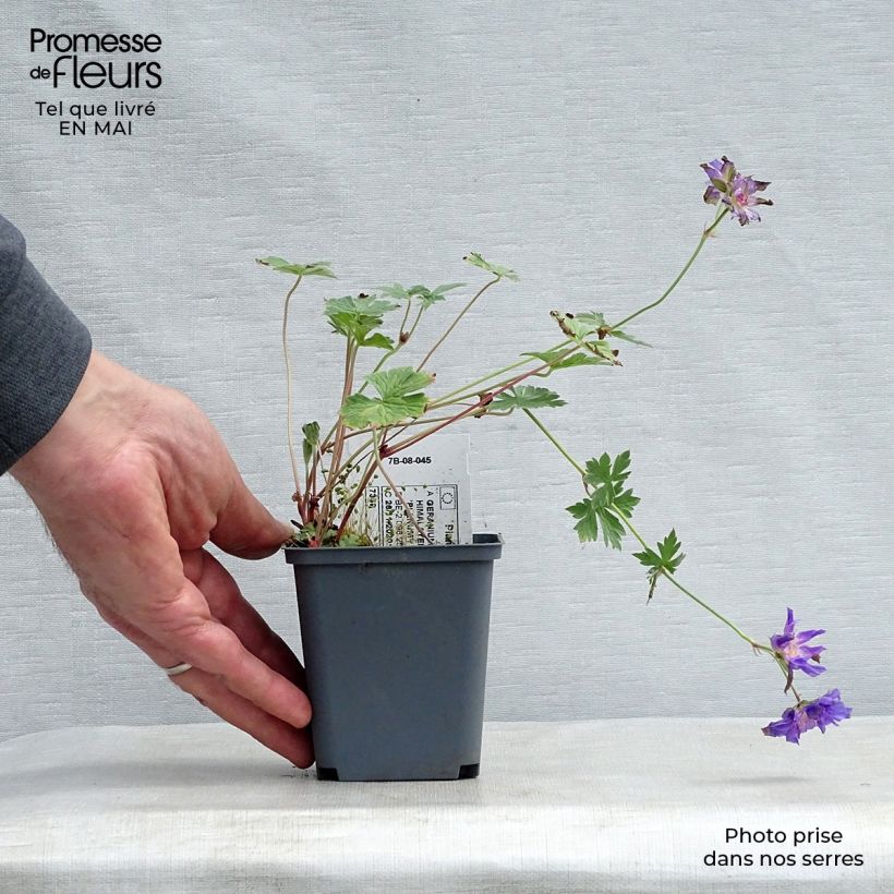 Spécimen de Géranium vivace himalayense Plenum (Birch Double) Godet de 9cm tel que livré au printemps