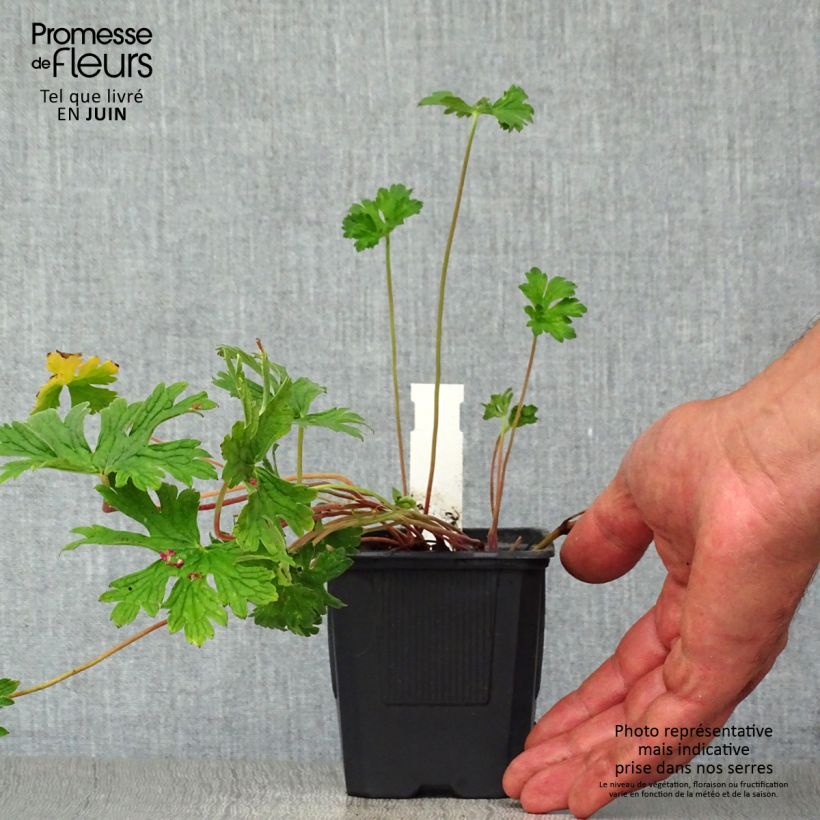 Spécimen de Géranium vivace himalayense Plenum (Birch Double) Godet de 8/9 cm tel que livré en été