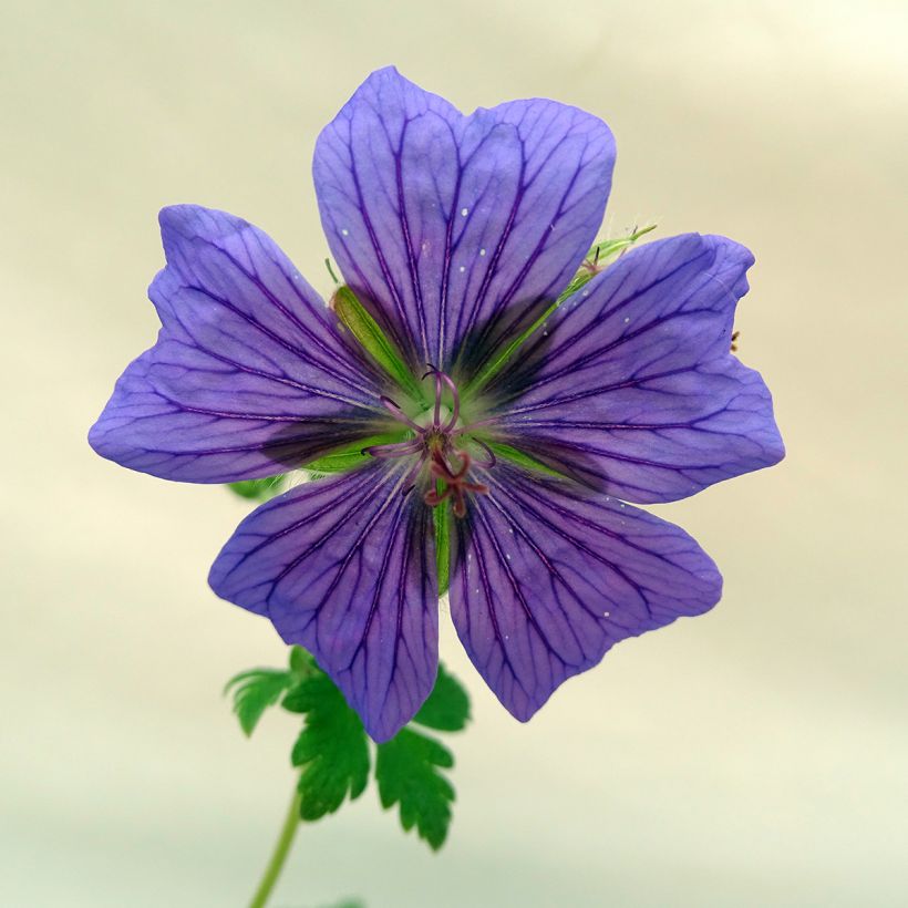 Géranium vivace ibericum (Floraison)