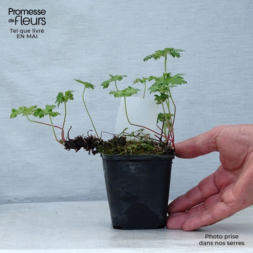 Spécimen de Géranium vivace ibericum Godet de 9cm tel que livré au printemps