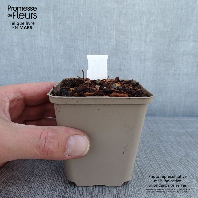 Spécimen de Géranium vivace ibericum Vital -  Geranium vivace d'Ibérie Godet de 8/9 cm tel que livré en hiver