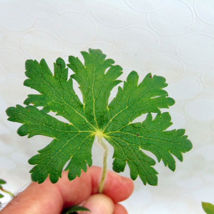 Geranium vivace ibericum White Zigana (Feuillage)