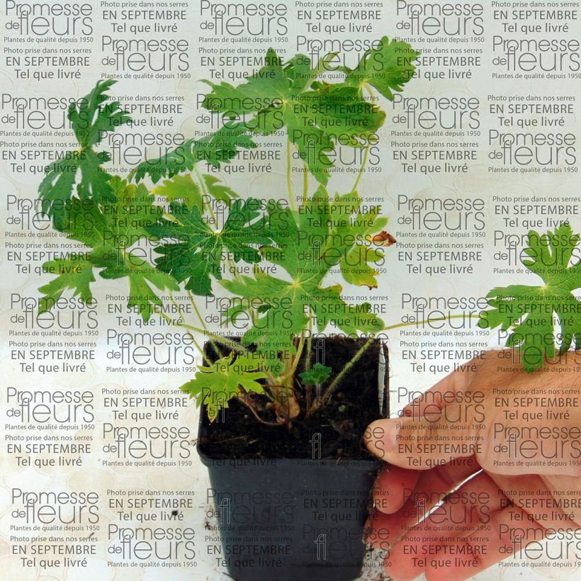 Exemple de spécimen de Geranium vivace ibericum White Zigana Godet de 9cm tel que livré