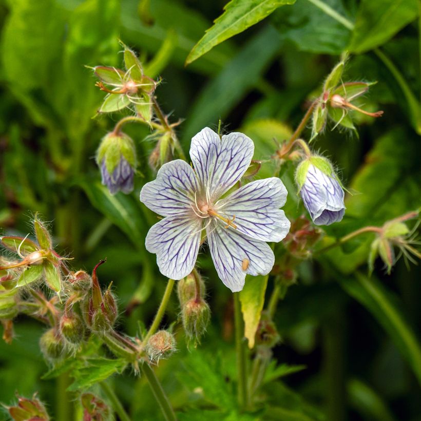 Geranium vivace ibericum White Zigana (Floraison)