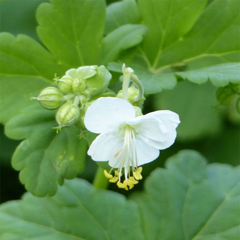 Geranium vivace macrorrhizum White Ness (Feuillage)