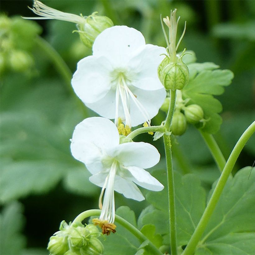 Geranium vivace macrorrhizum White Ness (Floraison)