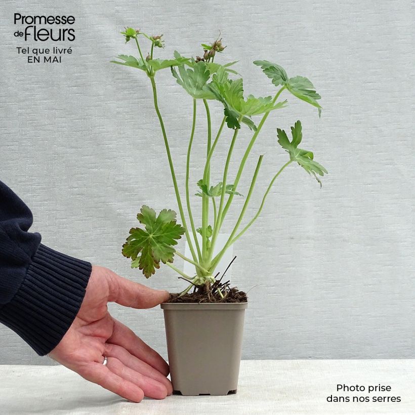 Spécimen de Géranium vivace macrorrhizum Godet de 9cm tel que livré au printemps