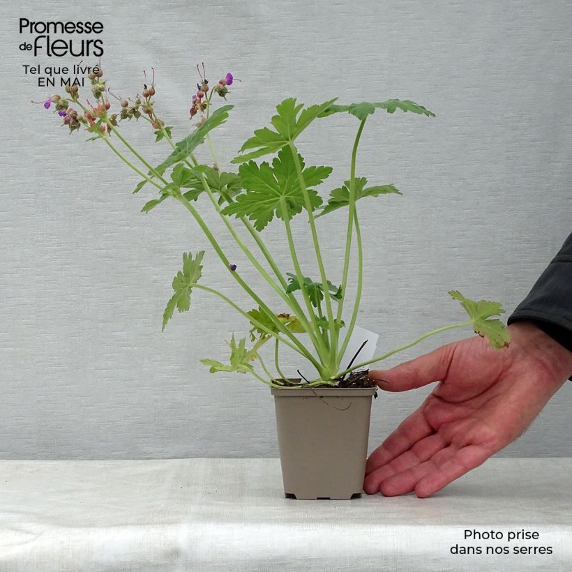 Spécimen de Géranium vivace macrorrhizum Bevan s Variety Godet de 9cm tel que livré au printemps