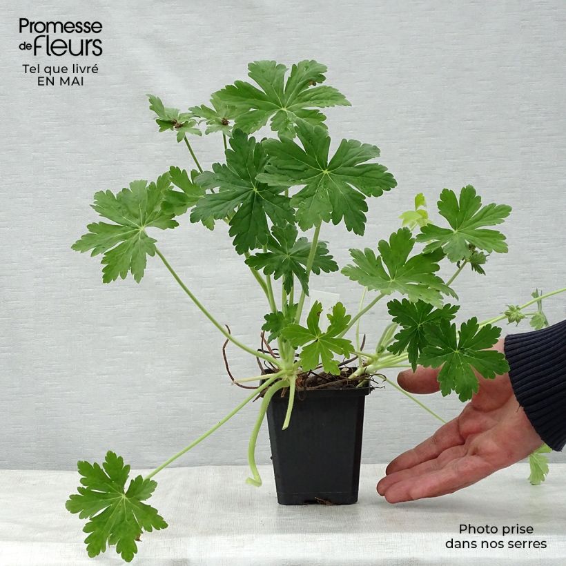 Spécimen de Géranium vivace macrorrhizum Czakor Godet de 9cm tel que livré au printemps