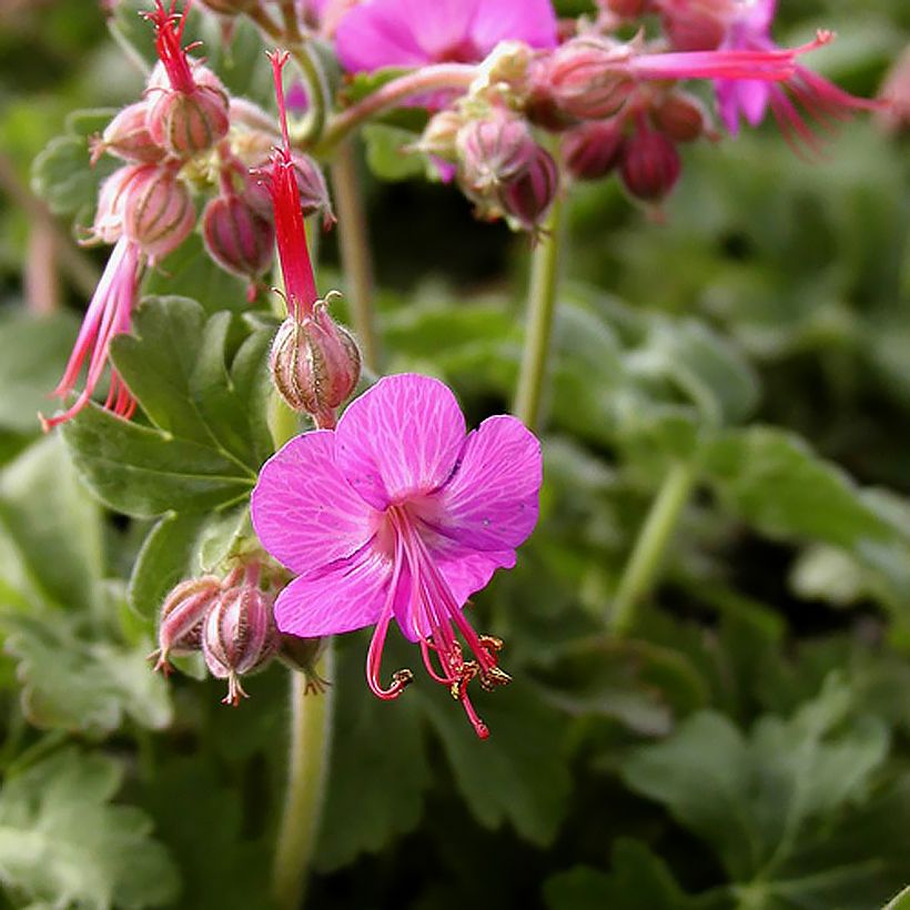 Géranium vivace macrorrhizum Ingwersen's Variety (Floraison)