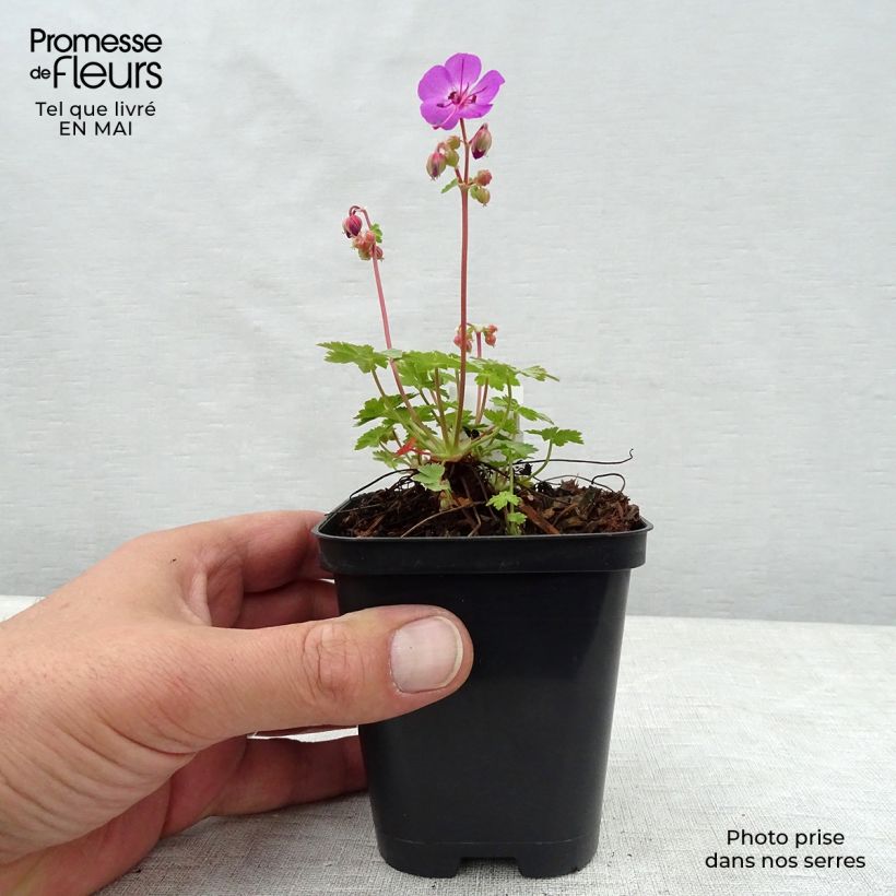Spécimen de Géranium vivace macrorrhizum Olympos Godet de 9cm tel que livré au printemps