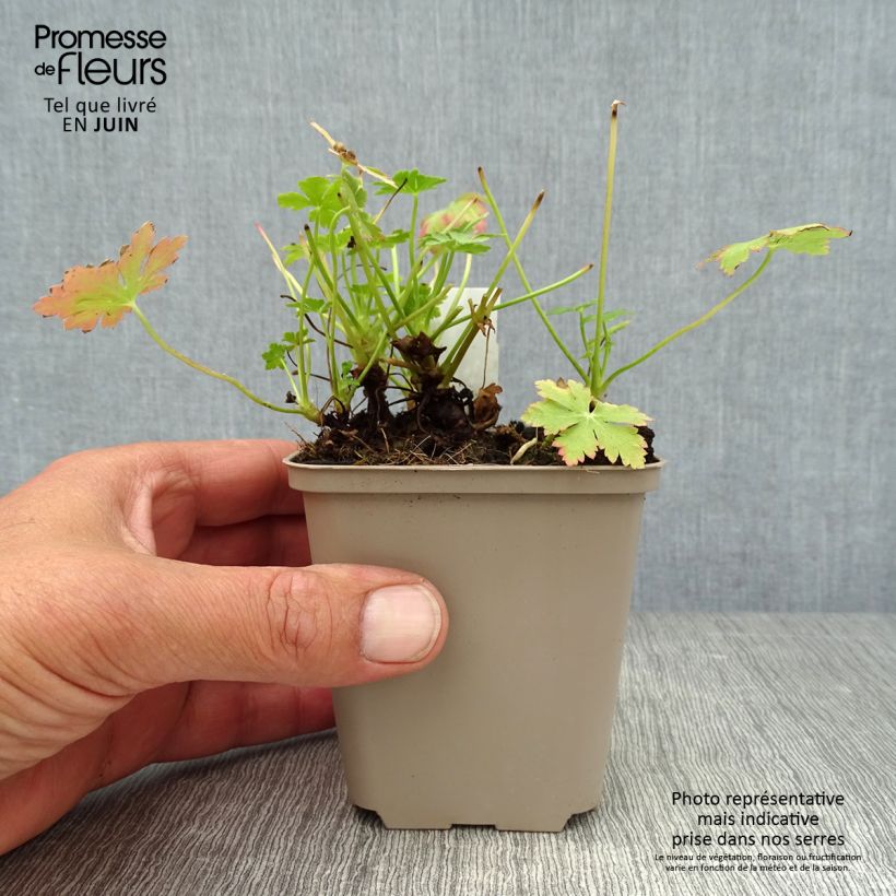 Spécimen de Géranium vivace macrorrhizum Olympos Godet de 8/9 cm tel que livré en été
