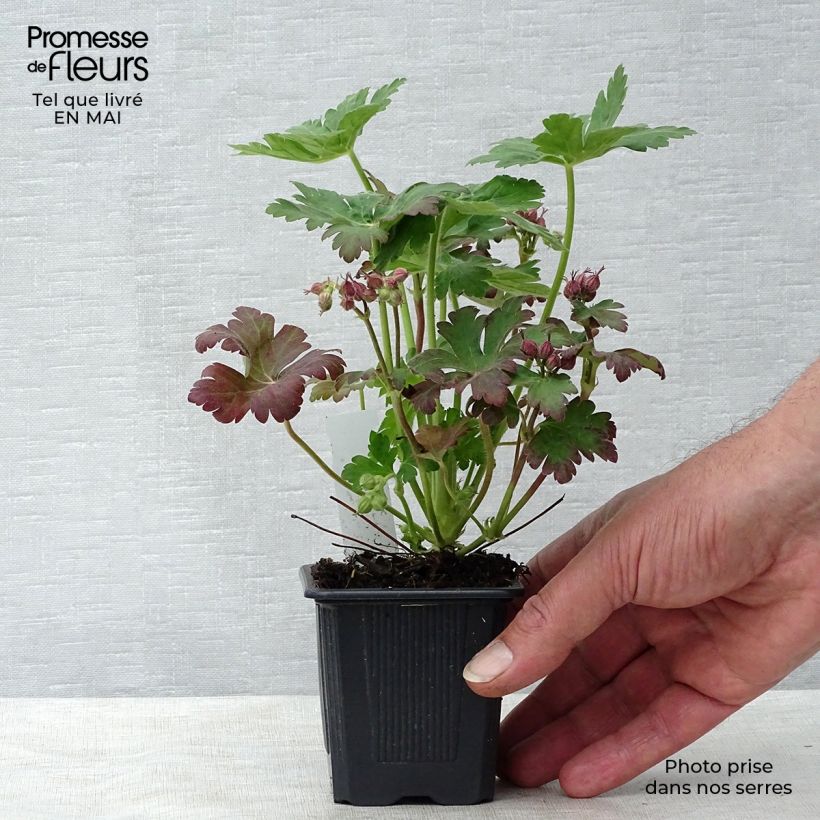 Spécimen de Géranium vivace macrorrhizum Spessart Godet de 9cm tel que livré au printemps