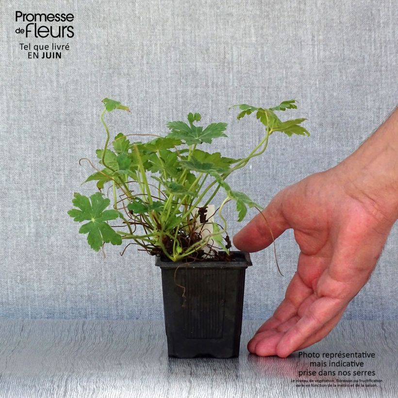 Spécimen de Géranium vivace macrorrhizum Spessart Godet de 8/9 cm tel que livré en été