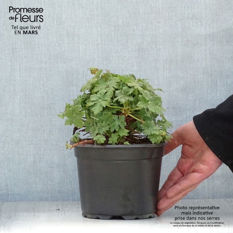 Spécimen de Géranium vivace macrorrhizum Spessart Pot de 2L/3L tel que livré au printemps