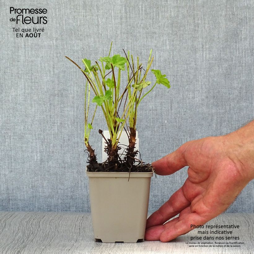 Spécimen de Geranium vivace macrorrhizum White Ness Godet de 8/9 cm tel que livré en été