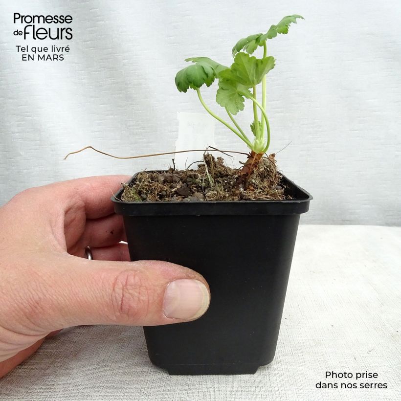 Spécimen de Geranium vivace macrorrhizum White Ness Godet de 9cm tel que livré au printemps