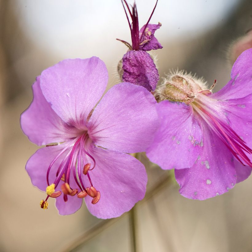 Géranium vivace macrorrhizum (Floraison)