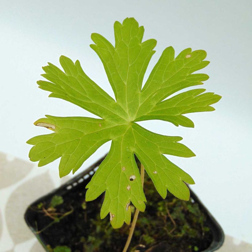 Géranium vivace maculatum (Feuillage)