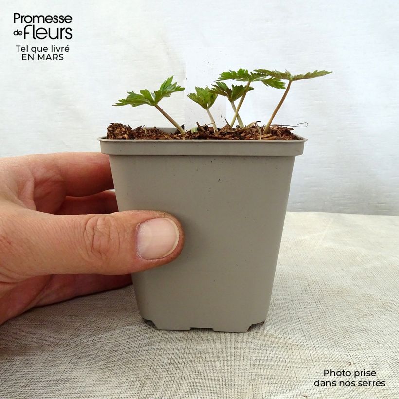 Spécimen de Géranium vivace maculatum Chatto Godet de 9cm tel que livré au printemps