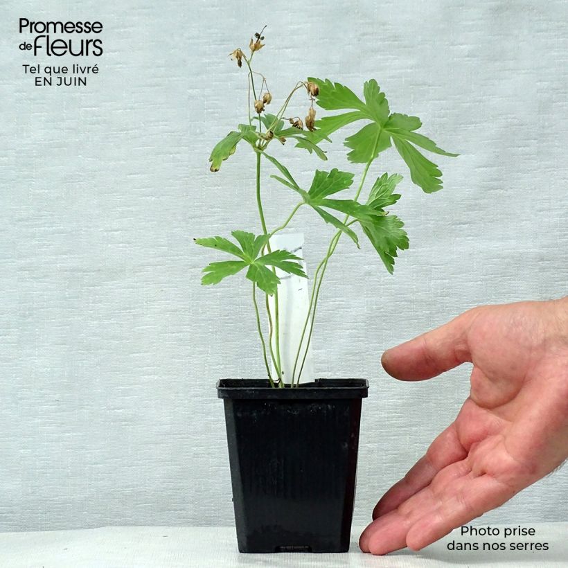 Spécimen de Géranium vivace maculatum Chatto Godet de 8/9 cm tel que livré en été