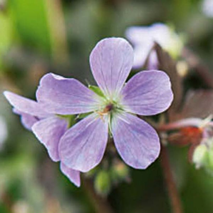 Géranium vivace maculatum Espresso (Floraison)